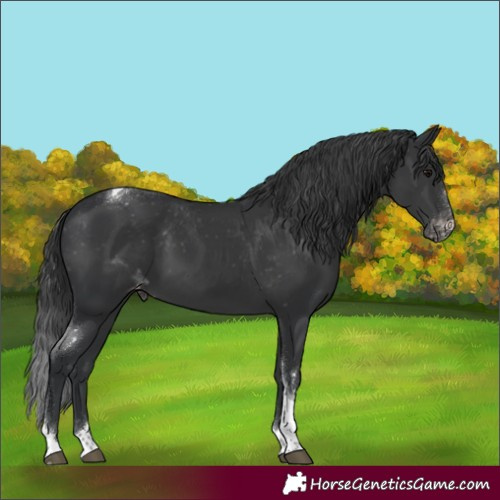 Horse Color:Black Tobiano Appaloosa 