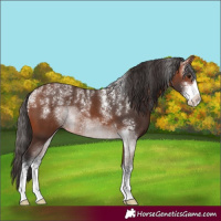 Horse Color:Powder White Bay Sabino 