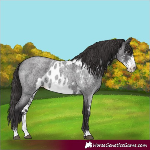Horse Color:Smoky Blue Roan Sabino Skewed Appaloosa 