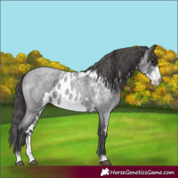 Horse Color:Smoky Blue Roan Sabino Skewed LP Spotted 