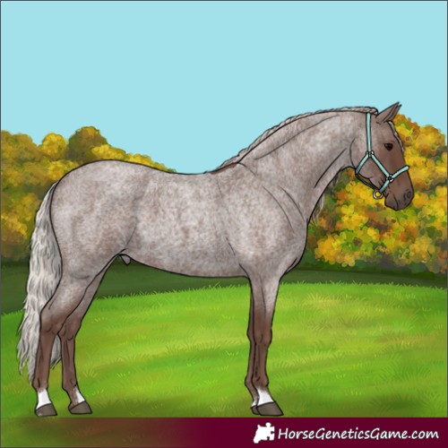 Horse Color:Silver Blue Roan 