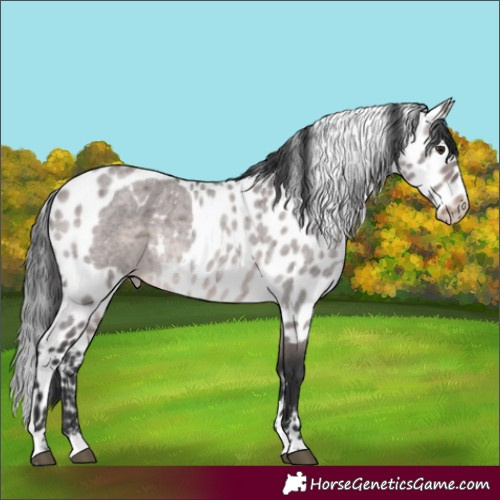 Horse Color:Platinum White Spotted Brown Roan Dun Skewed LP Spotted Rabicano