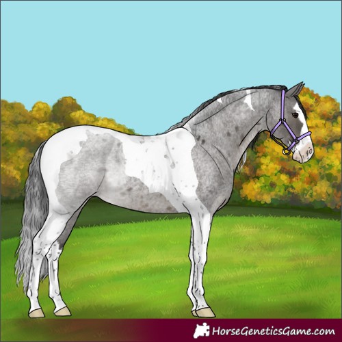Horse Color:Blue Roan Splash Tobiano Skewed Appaloosa 