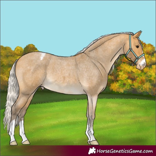 Horse Color:Silver Buckskin Roan Skewed Appaloosa 