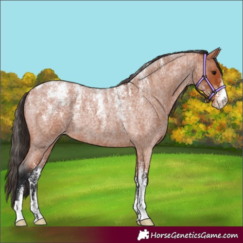 Horse Color:Powder White Bay Roan Skewed Appaloosa 