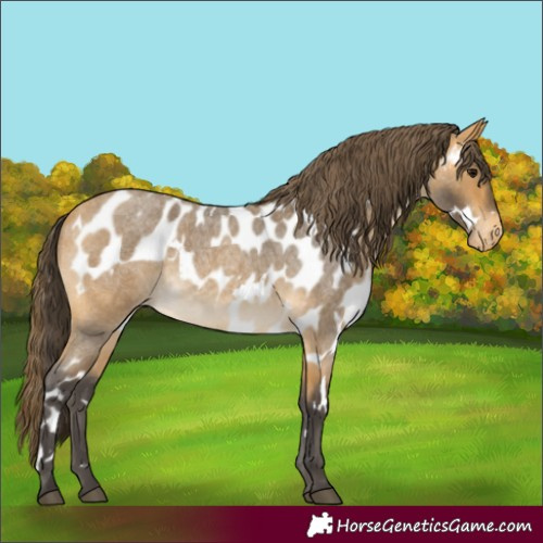 Horse Color:White Spotted Buckskin Roan Skewed LP Spotted