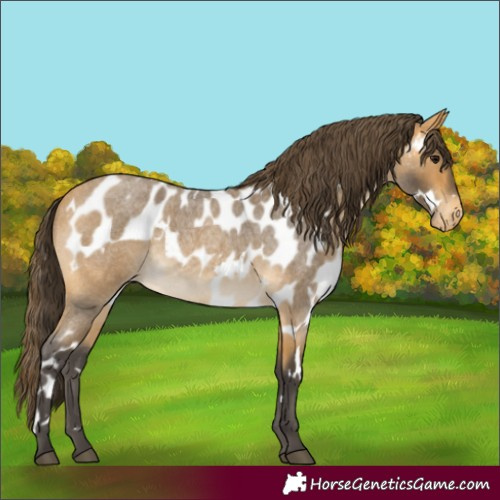 Horse Color:White Spotted Buckskin Roan Skewed Appaloosa 