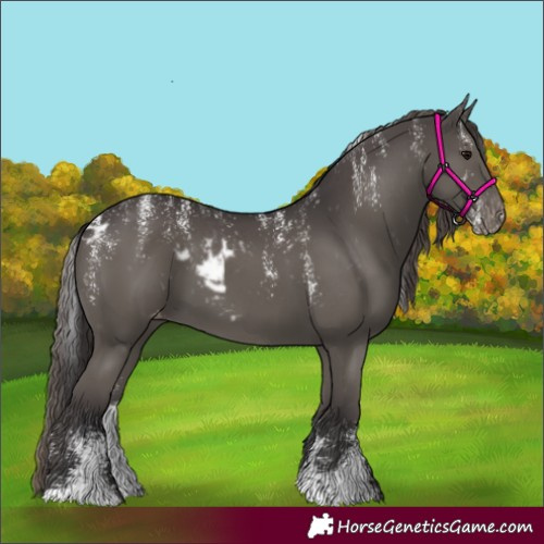 Horse Color:Powder White Smoky Black Skewed Appaloosa 