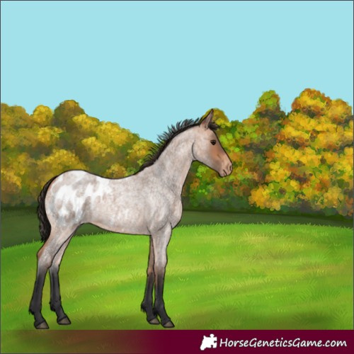 Horse Color:Bay Roan Appaloosa 