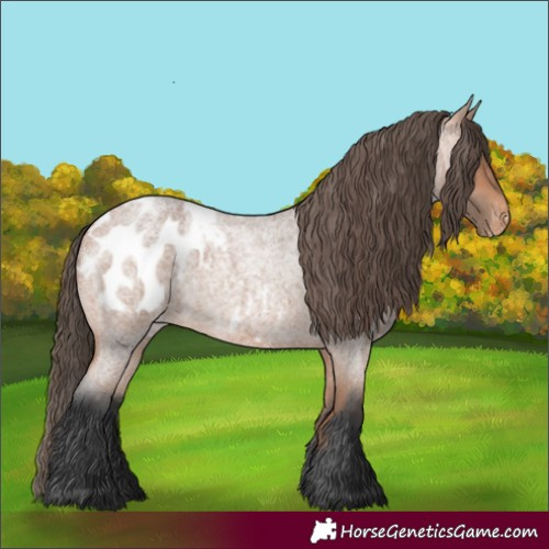 Horse Color:Bay Roan Appaloosa