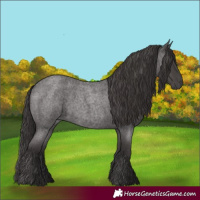 Horse Color:Smoky Blue Roan