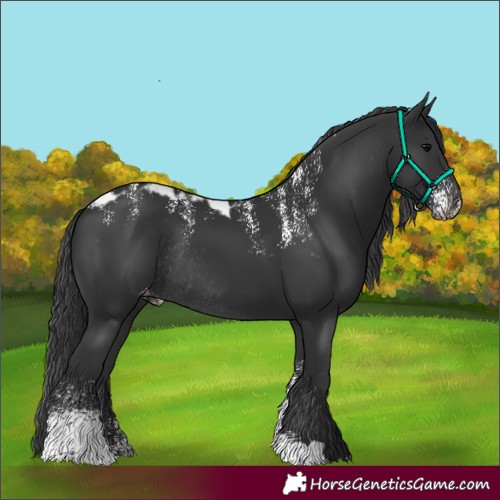 Horse Color:Powder White Platinum Black Skewed Appaloosa Rabicano 