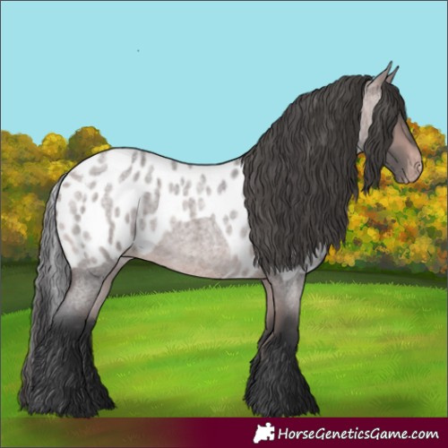 Horse Color:Platinum Bay Roan Skewed Appaloosa 