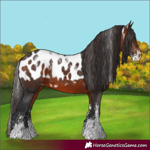 Horse Color:Powder White Brown Skewed Appaloosa 