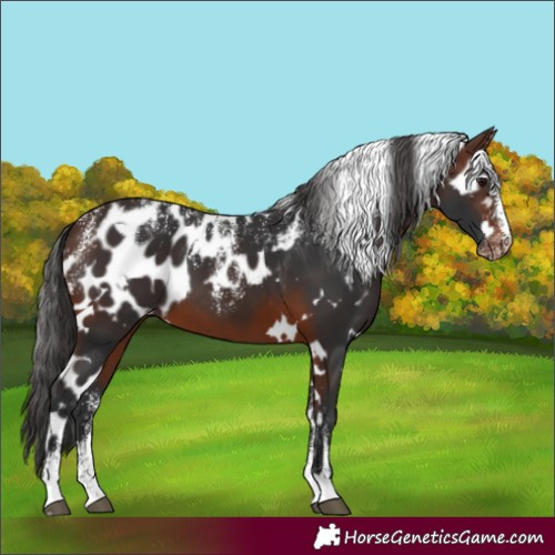 Horse Color:Powder White White Spotted Brown Skewed Appaloosa