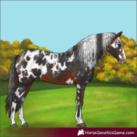 Horse Color:Powder White White Spotted Brown Skewed LP Spotted
