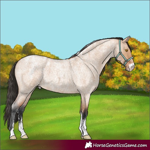 Horse Color:Powder White Bay Roan Dun 