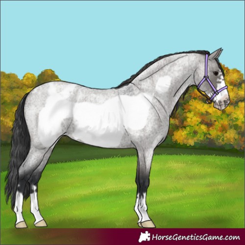 Horse Color:Grullo Roan Frame Appaloosa Rabicano 