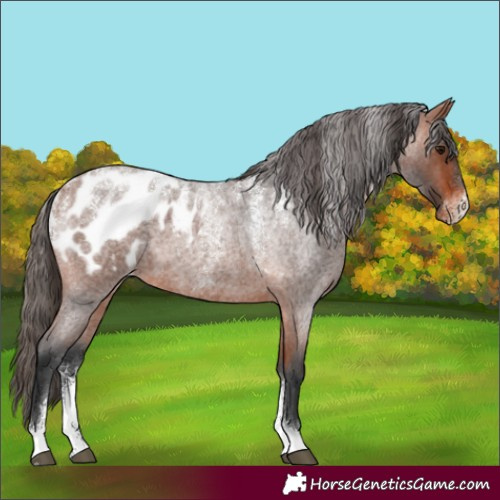 Horse Color:Powder White Bay Roan Blanket