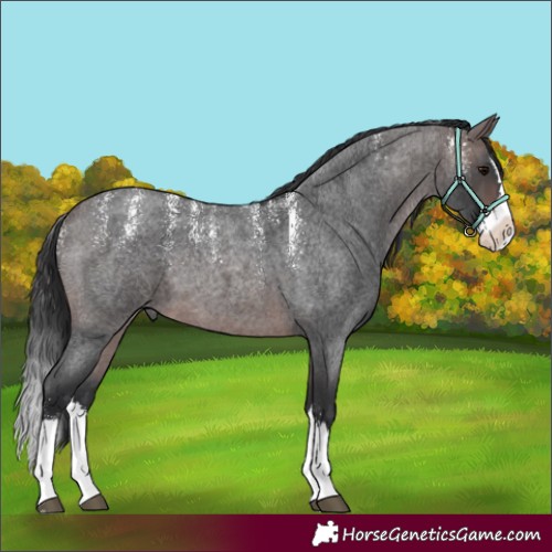 Horse Color:Powder White Platinum Brown Roan Splash 
