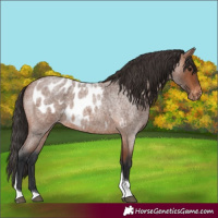 Horse Color:Bay Roan Tobiano Skewed Appaloosa 