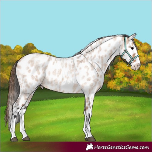Horse Color:Bay Roan Dun Splash Skewed Appaloosa 