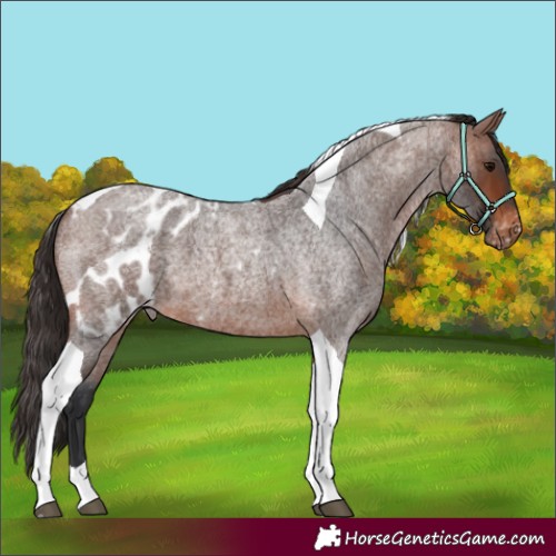 Horse Color:Brown Roan Tobiano Skewed Appaloosa 