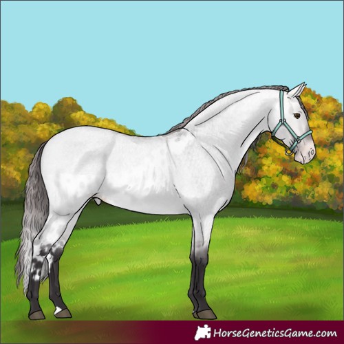 Horse Color:Platinum Buckskin Roan Dun Skewed Appaloosa 