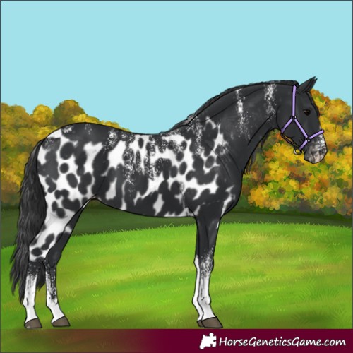 Horse Color:Powder White Black Tobiano Skewed Appaloosa
