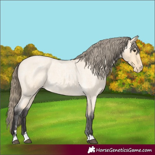 Horse Color:Buckskin Roan Varnish Rabicano