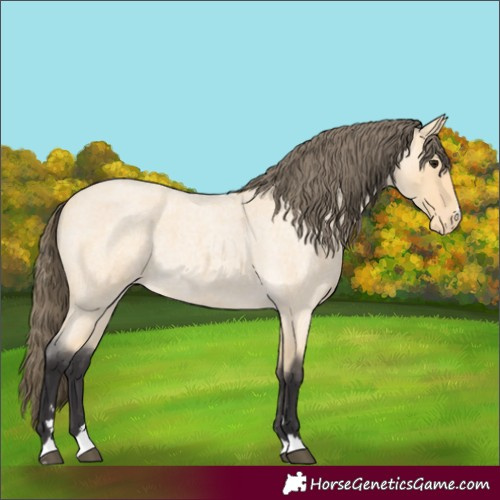 Horse Color:Buckskin Roan Appaloosa Rabicano 
