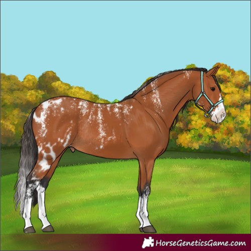 Horse Color:Powder White Bay Splash Skewed Appaloosa Rabicano