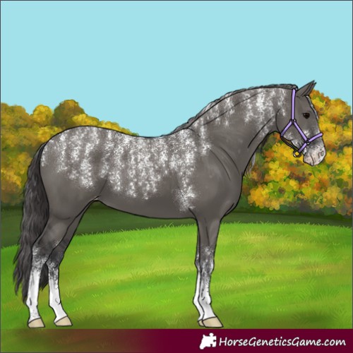 Horse Color:Powder White Platinum Grullo Skewed Appaloosa 