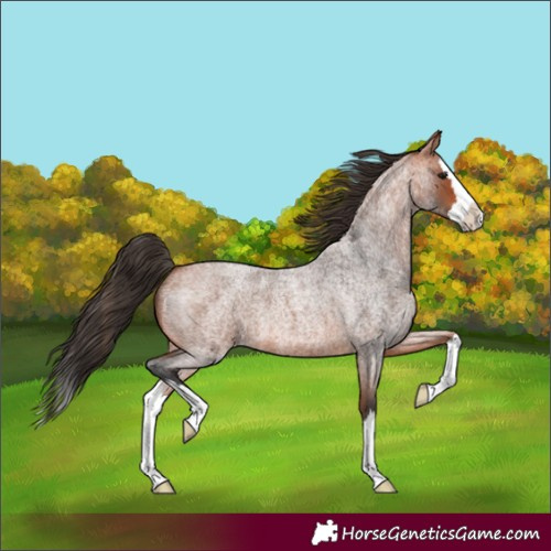 Horse Color:Bay Roan Splash