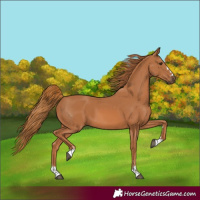 Horse Color:Chestnut 