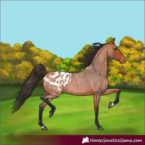 Horse Color:Bay Roan Blanket 