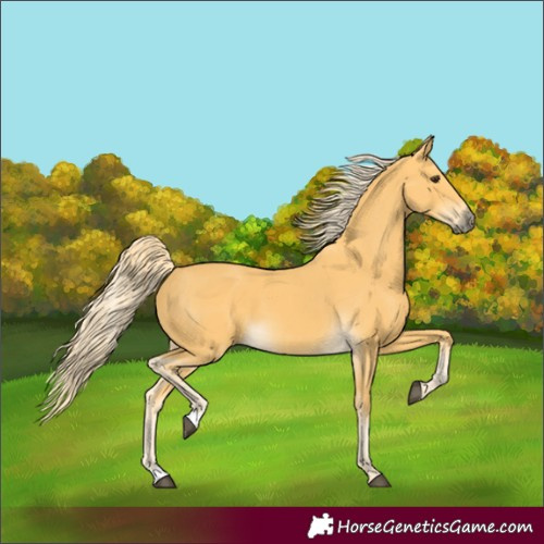 Horse Color:Palomino