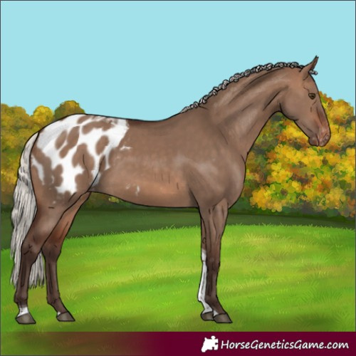 Horse Color:Silver Brown Dun Tobiano Appaloosa Rabicano 