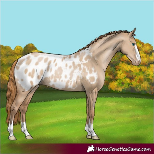 Horse Color:Grullo Pearl Appaloosa Rabicano 