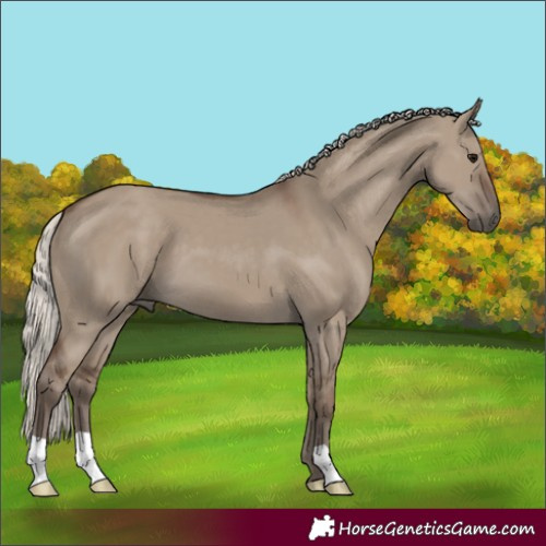 Horse Color:Silver Grullo 
