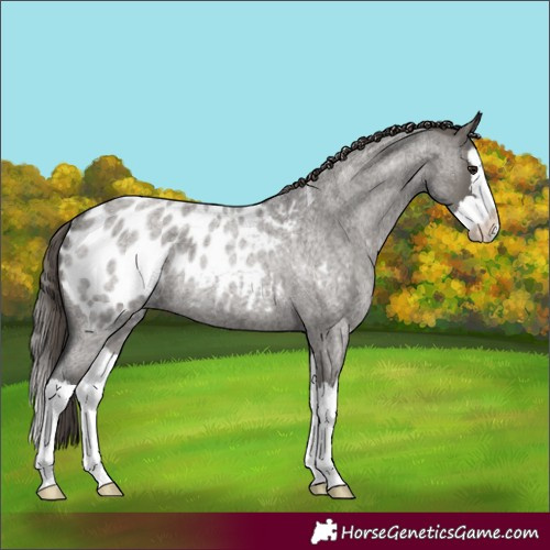 Horse Color:Grullo Roan Splash Appaloosa Rabicano 