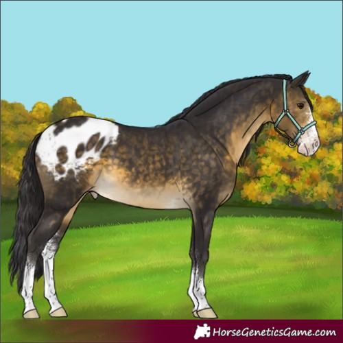 Horse Color:Buckskin Sabino Appaloosa