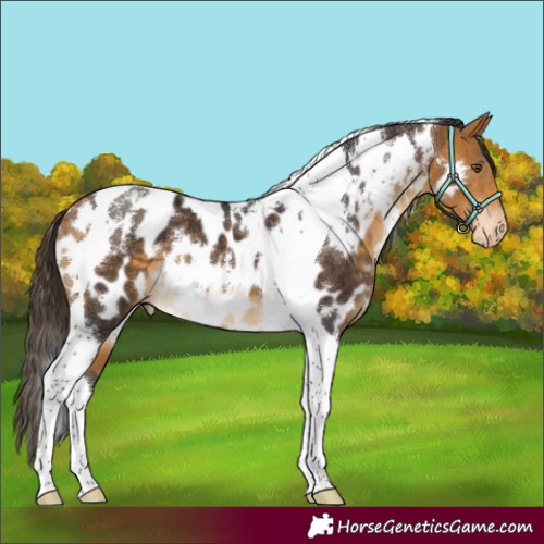 Horse Color:White Spotted Buckskin Tobiano Appaloosa 