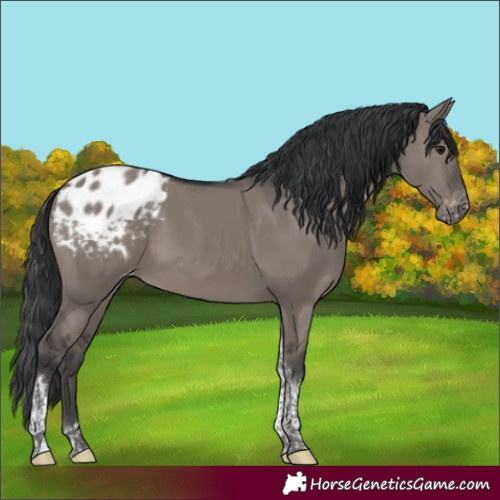 Horse Color:Grullo Mushroom Tobiano Appaloosa Rabicano