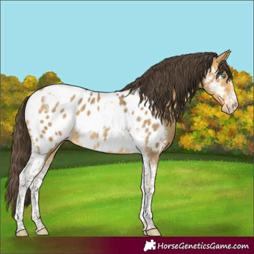 Horse Color:Sable Cream Champagne Sabino Tobiano Appaloosa