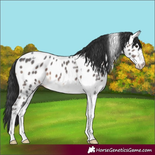 Horse Color:Brown Sabino Tobiano Appaloosa 