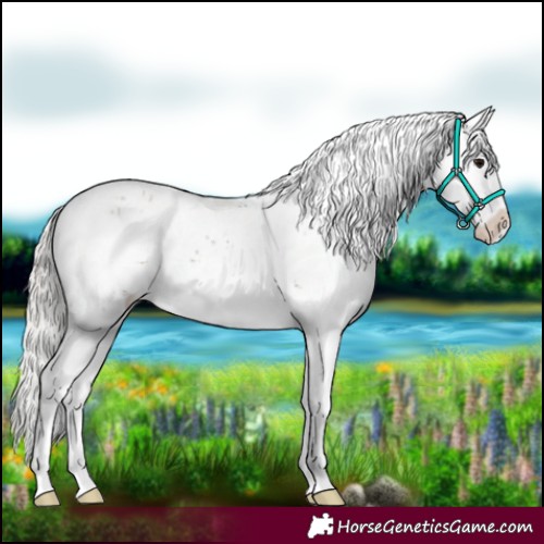 Horse Color:Silver Brown Sabino 