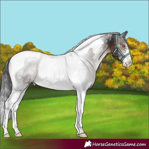 Horse Color:Brown Mushroom Sabino Tobiano Appaloosa 