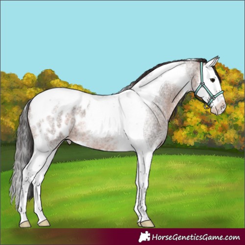 Horse Color:Brown Roan Splash Tobiano Appaloosa 