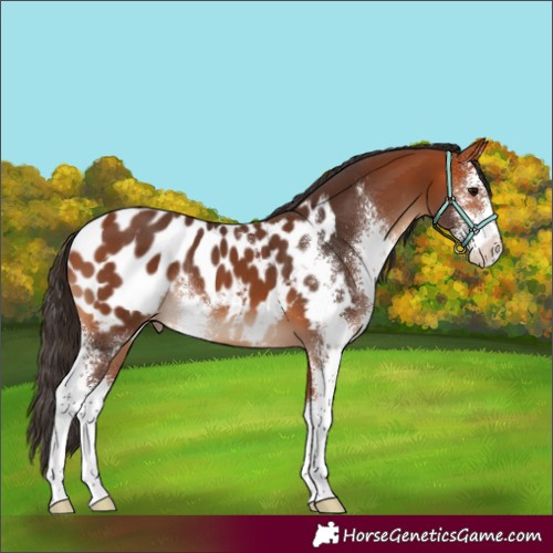 Horse Color:Bay Sabino Appaloosa 